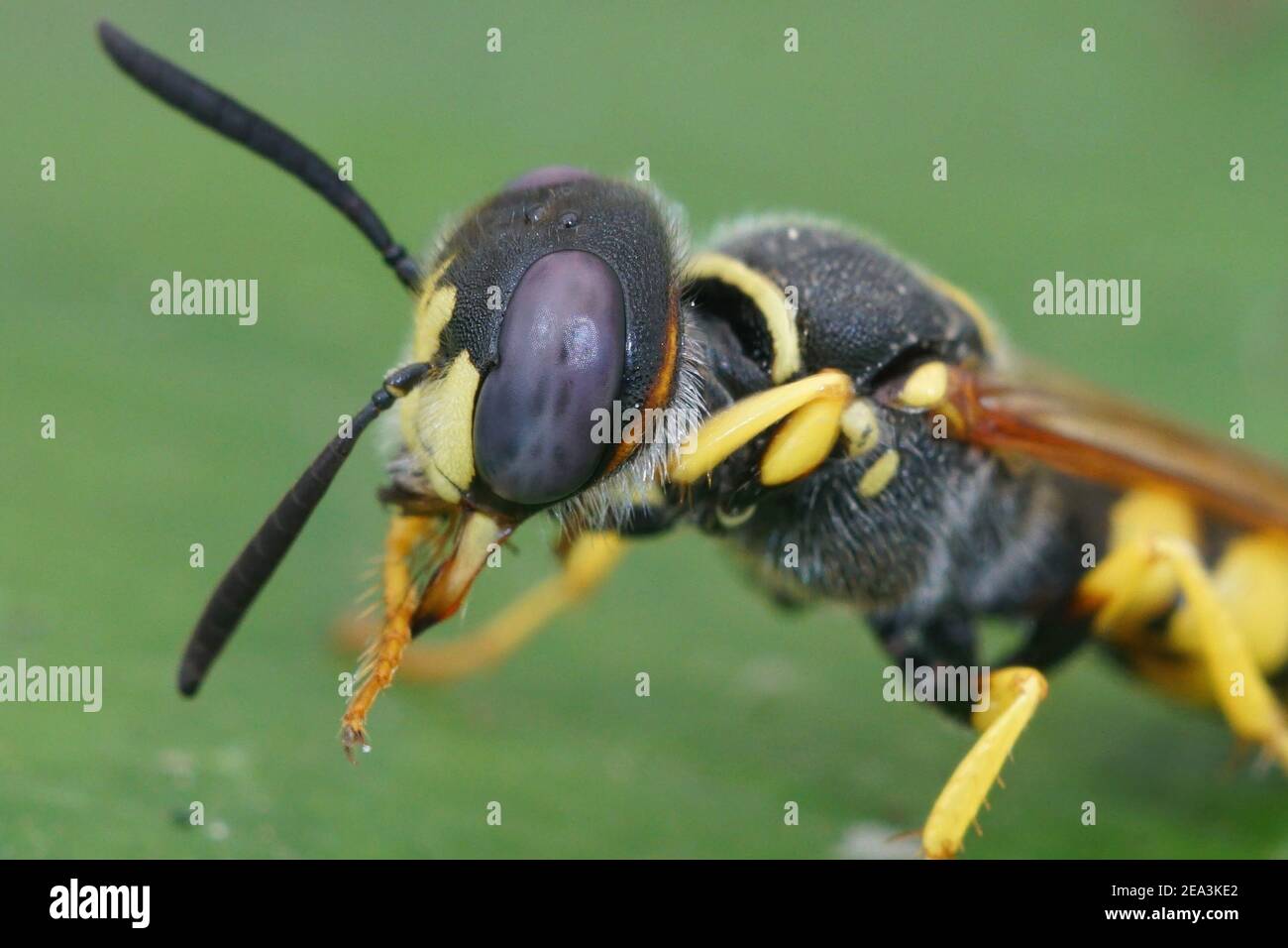 Primo piano di un lupo europeo, il triangolo di Philanthus Foto Stock