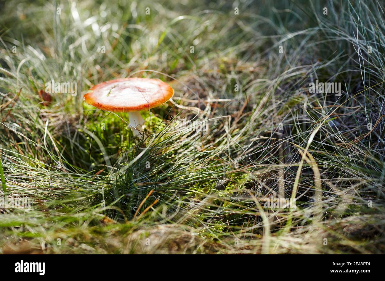 Fungo tossico e allucinogeno Fly Agaric in erba su sfondo autunno foresta. Amanita Muscaria, fungo velenoso. Messa a fuoco selettiva, sfondo sfocato Foto Stock