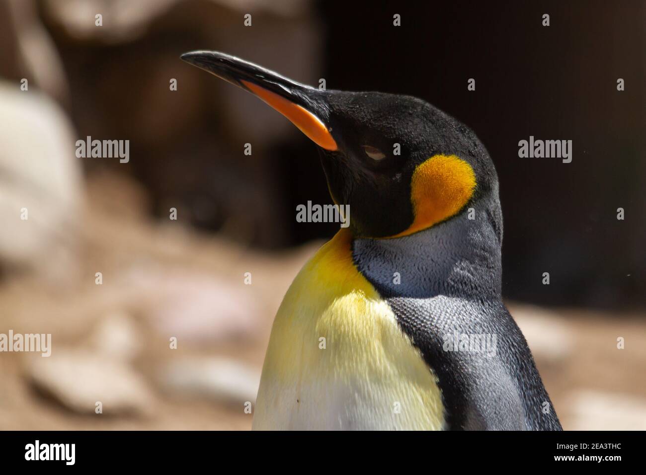 Primo piano della testa di un pinguino re, Atenodytes patagonicus, in una stazione di allevamento e recupero. Durante l'estate nel Sud Atlantico. Foto Stock