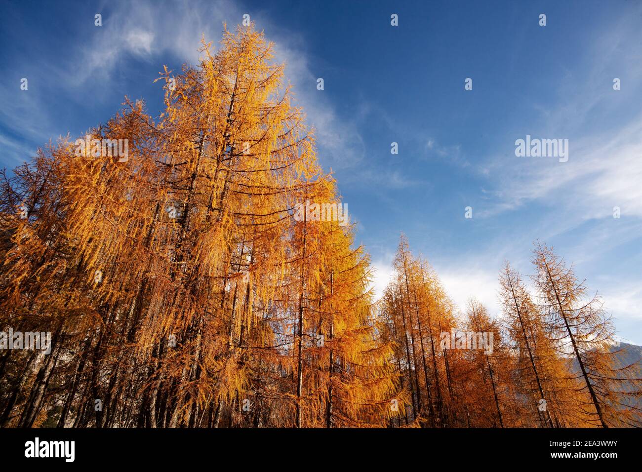 Vista su alberi di larice rosso autunnali con un blu cielo sullo sfondo Foto Stock