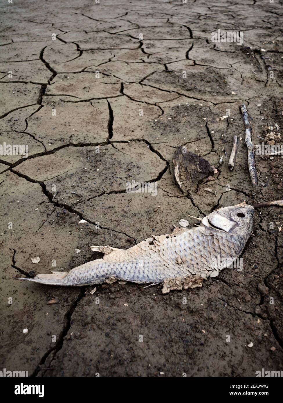 un pesce grande morto e marcio alla base di un lago di paglia Foto Stock
