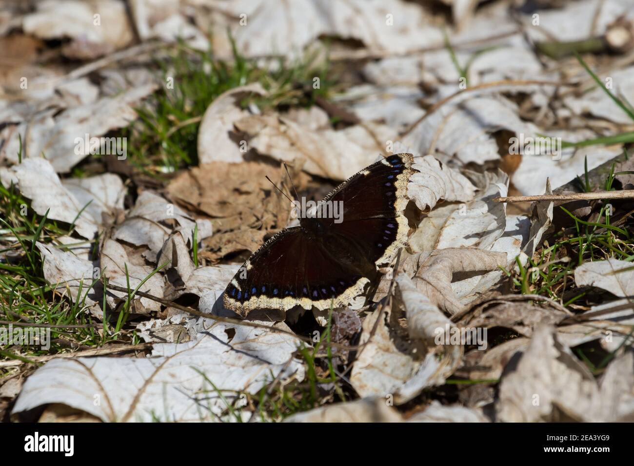 La farfalla del mantello lutto riscalda le ali al sole dopo essere emersa dall'ibernazione. Foto Stock