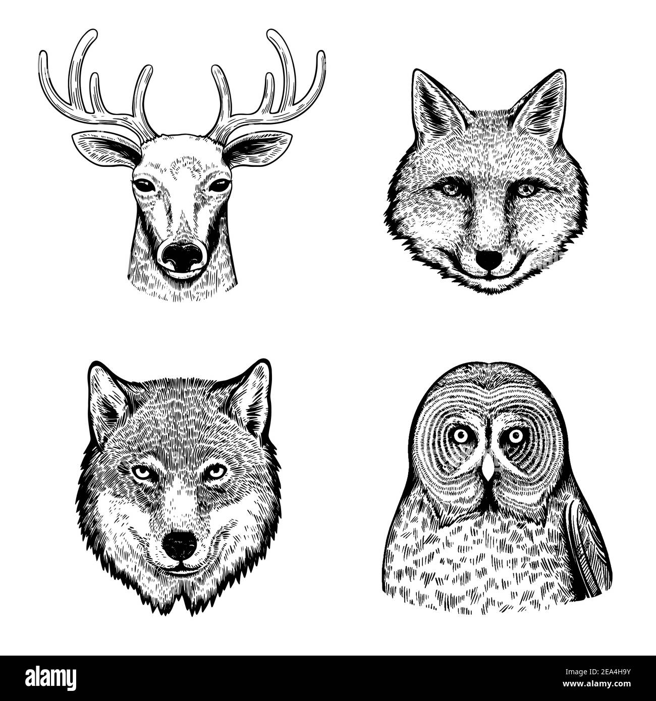 Set con graziosi ritratti a mano in bianco e nero di animali della foresta e uccelli. Illustrazione Vettoriale