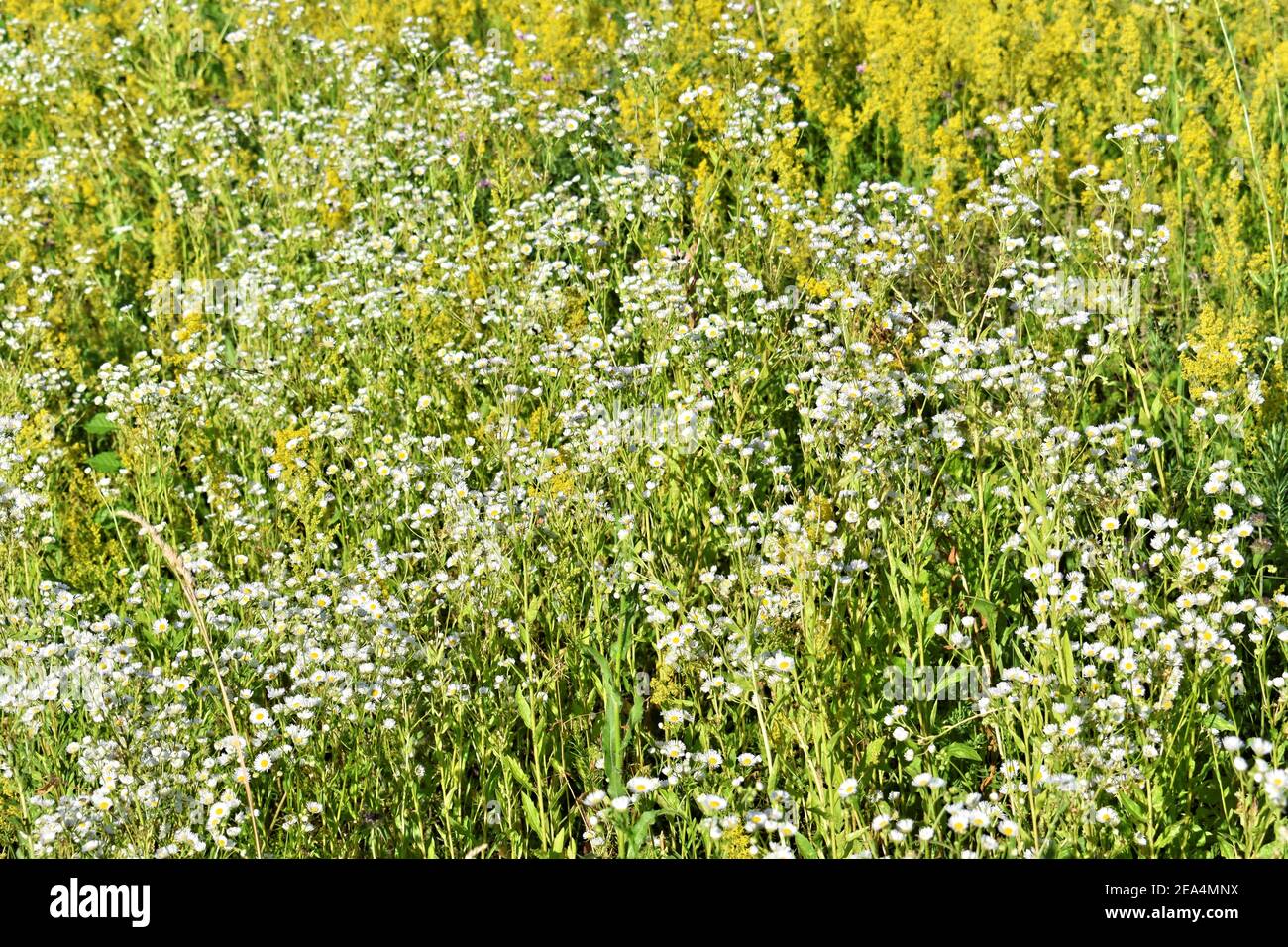 Fioritura di fiori gialli selvatici in primavera Foto Stock