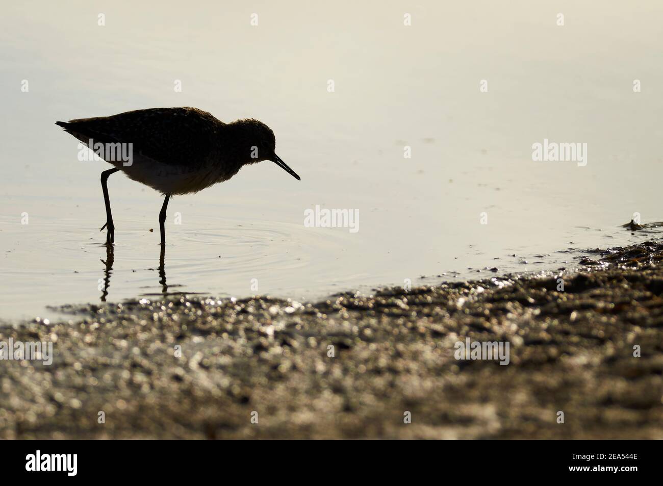 Sandpiper di legno (Tringa glareola) silhouette di uccelli in paludi (Parco Naturale di Ses Salines, Formentera, Isole Baleari, Mar Mediterraneo, Spagna) Foto Stock