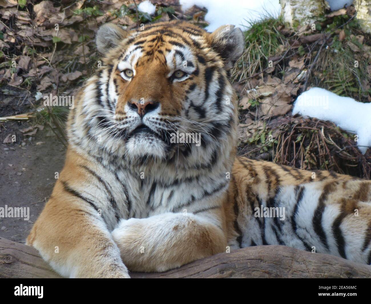 Una grande tigre di Amur pelosa che si trova a terra dentro il suo habitat naturale Foto Stock