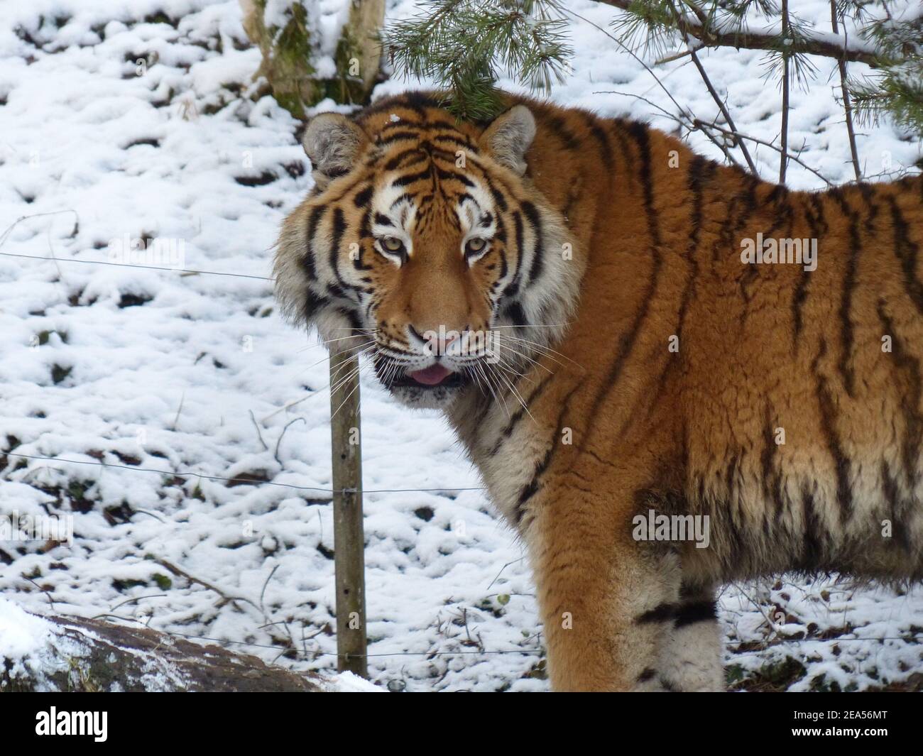 Una grande tigre di Amur che cammina nel suo habitat naturale Foto Stock