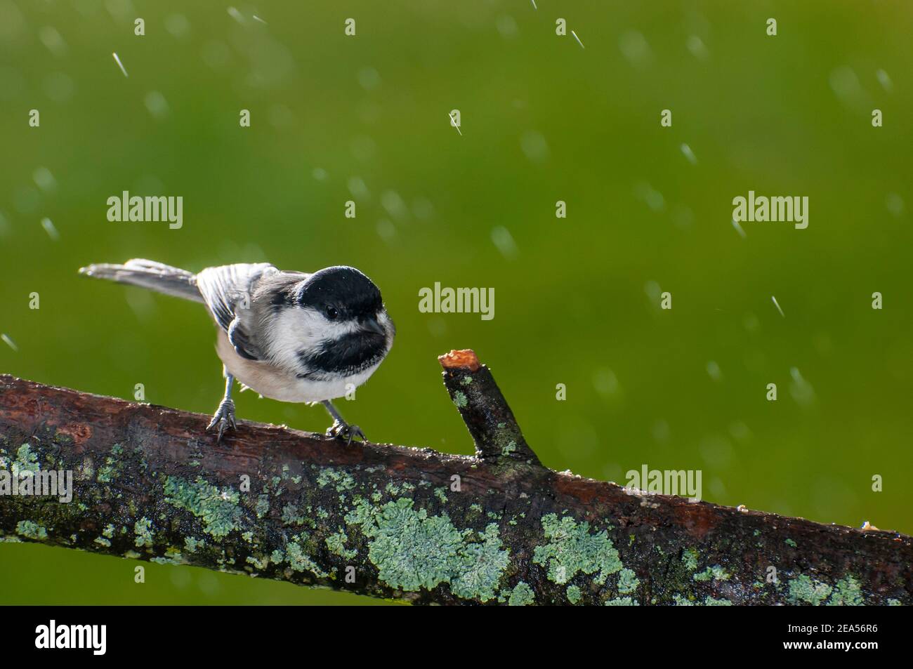 Vadnais Heights, Minnesota. Chickadee con tappo nero, atricapillus di Poecile in una pioggia caduta seduta sul ramo coperto di lichene. Foto Stock