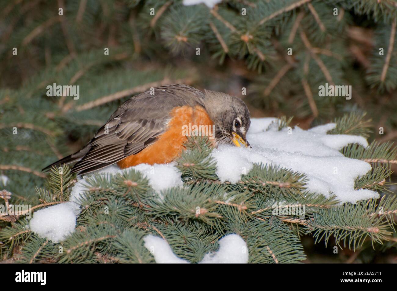 Vadnais Heights, Minnesota. American Robin, Turdus migratorius mangiare neve da un ramo di abete rosso in inverno. Foto Stock