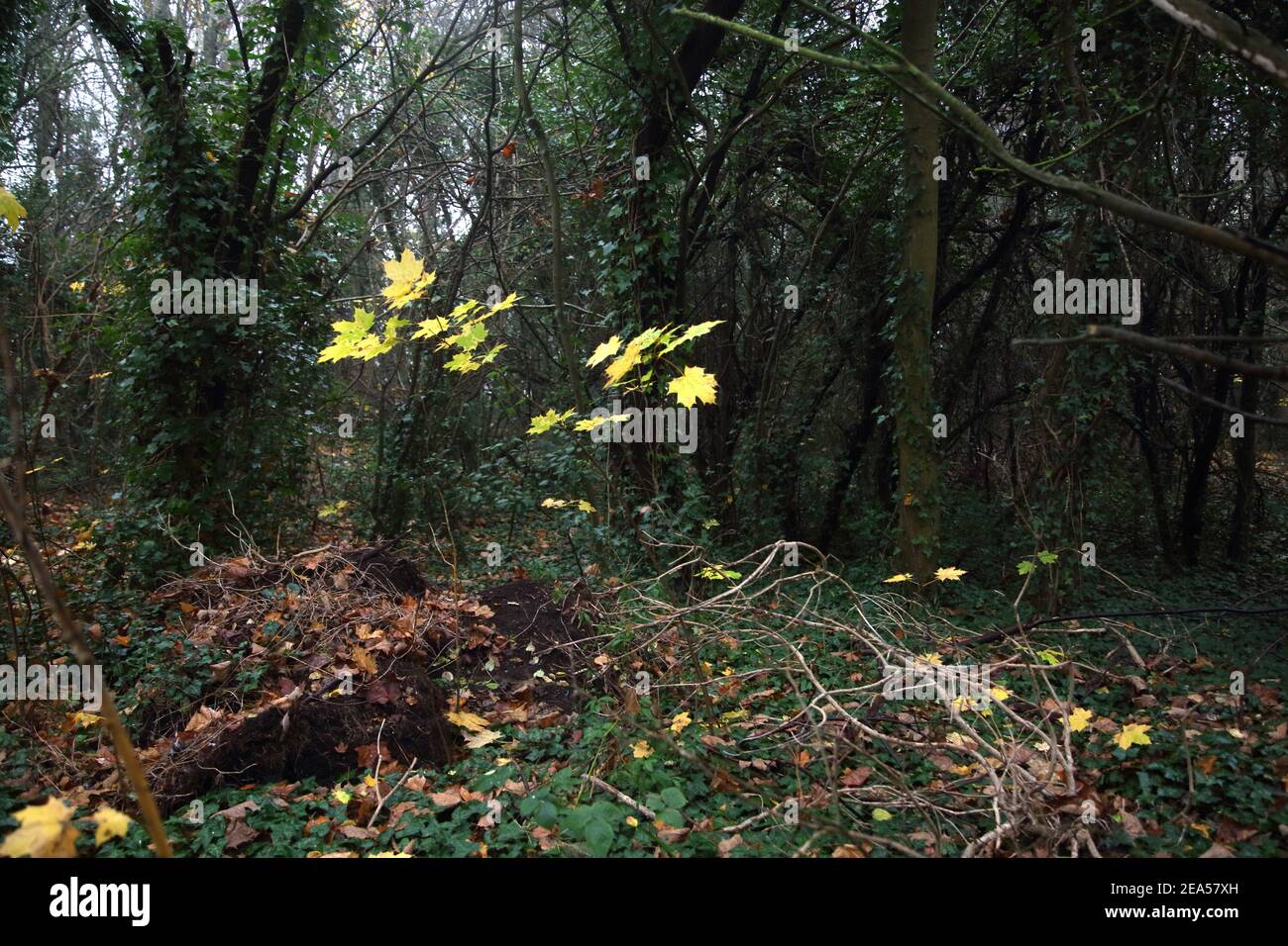 Banstead Surrey England Cuddington Way Yellow Sycamore parte da novembre Lockdown Camminare Foto Stock