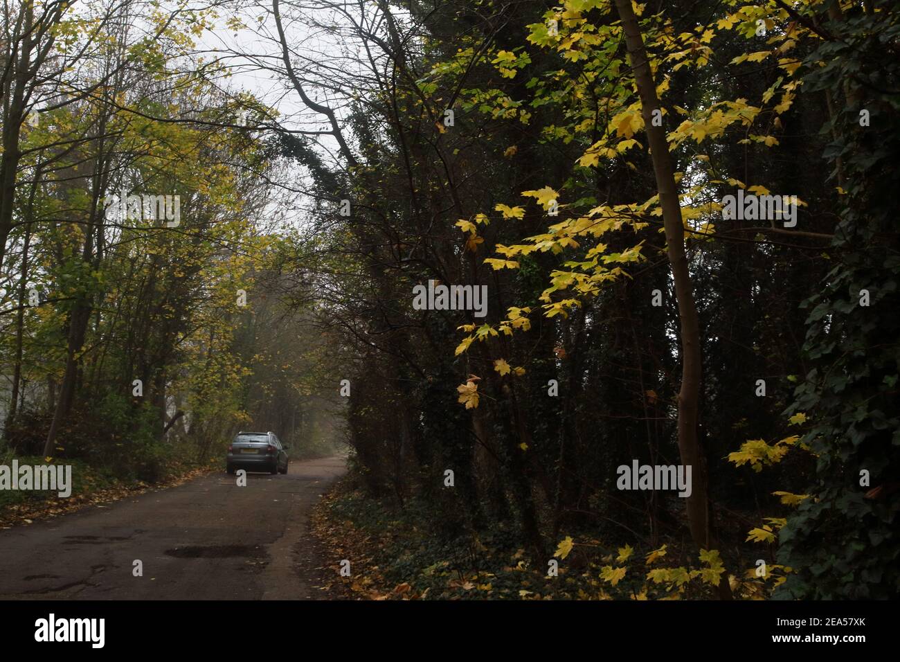 Banstead Surrey England Cuddington Way Yellow Sycamore parte da novembre Lockdown Camminare Foto Stock