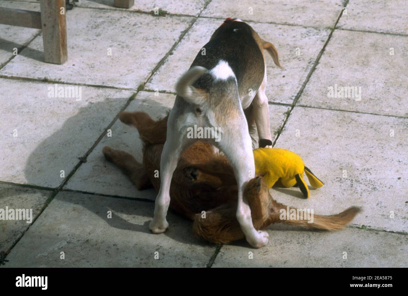 Beagle e Border Terrier cuccioli giocare combattimenti Foto Stock
