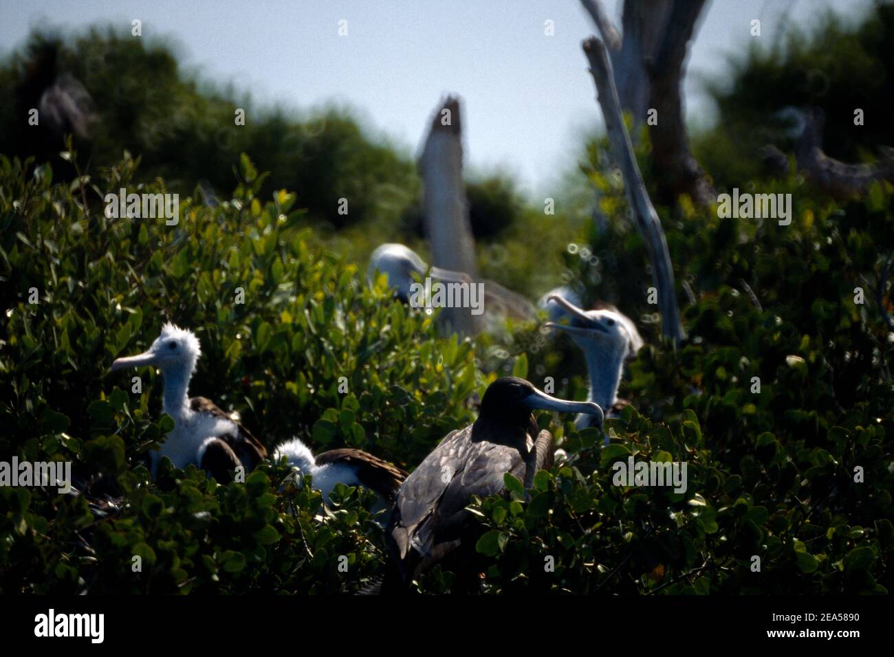 Codrington Lagoon Barbuda Frigate Birds Nesting in mangrovie Foto Stock