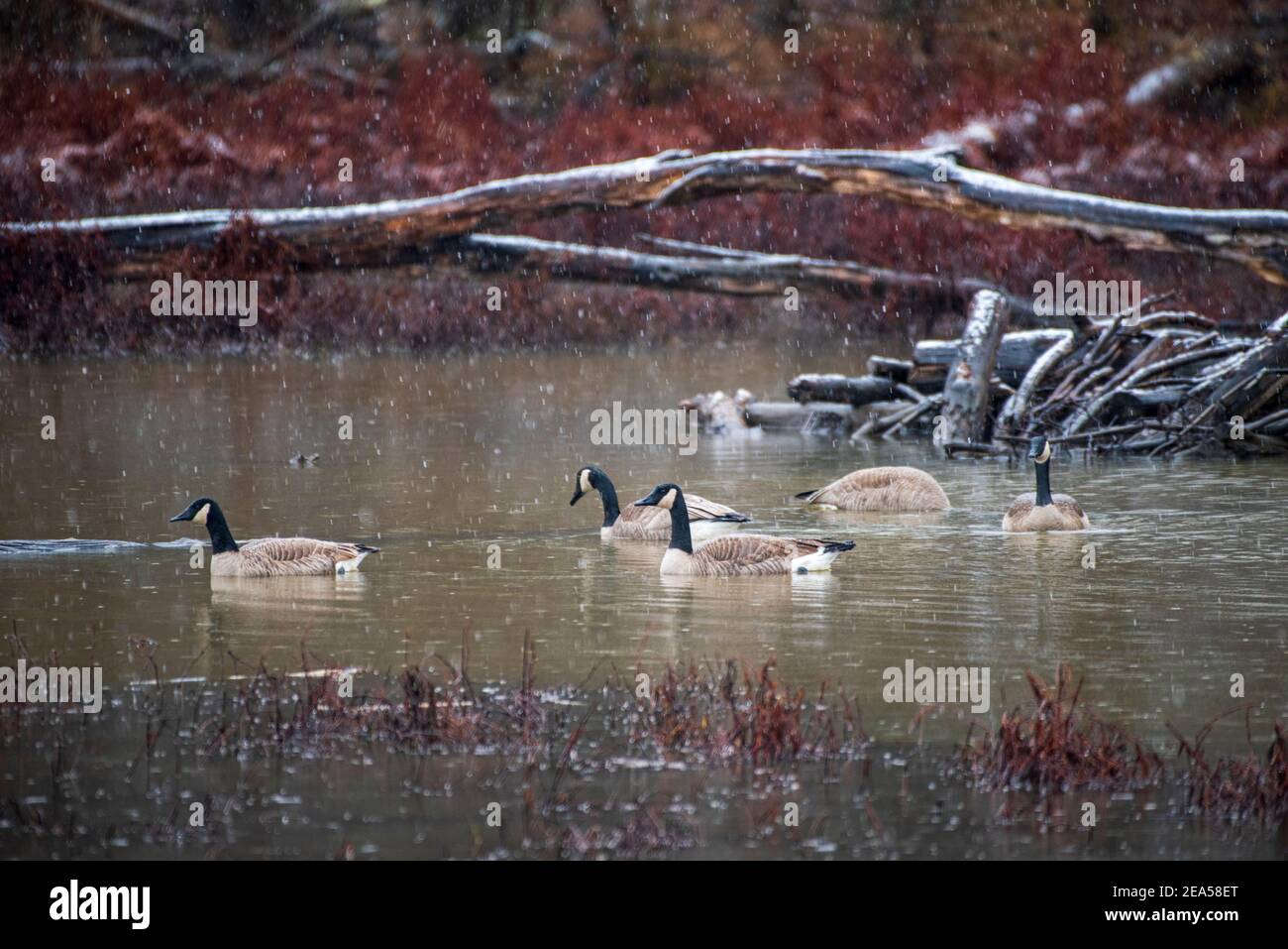 Oche canadesi (Branta canadensis), nuotare in uno stagno in una mattina piovosa. Foto Stock