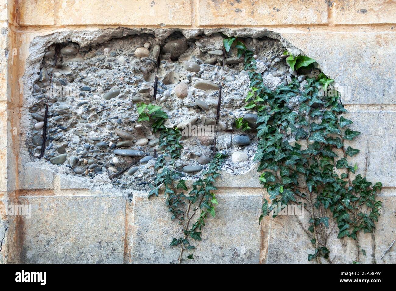 muro distrutto con piante Foto Stock