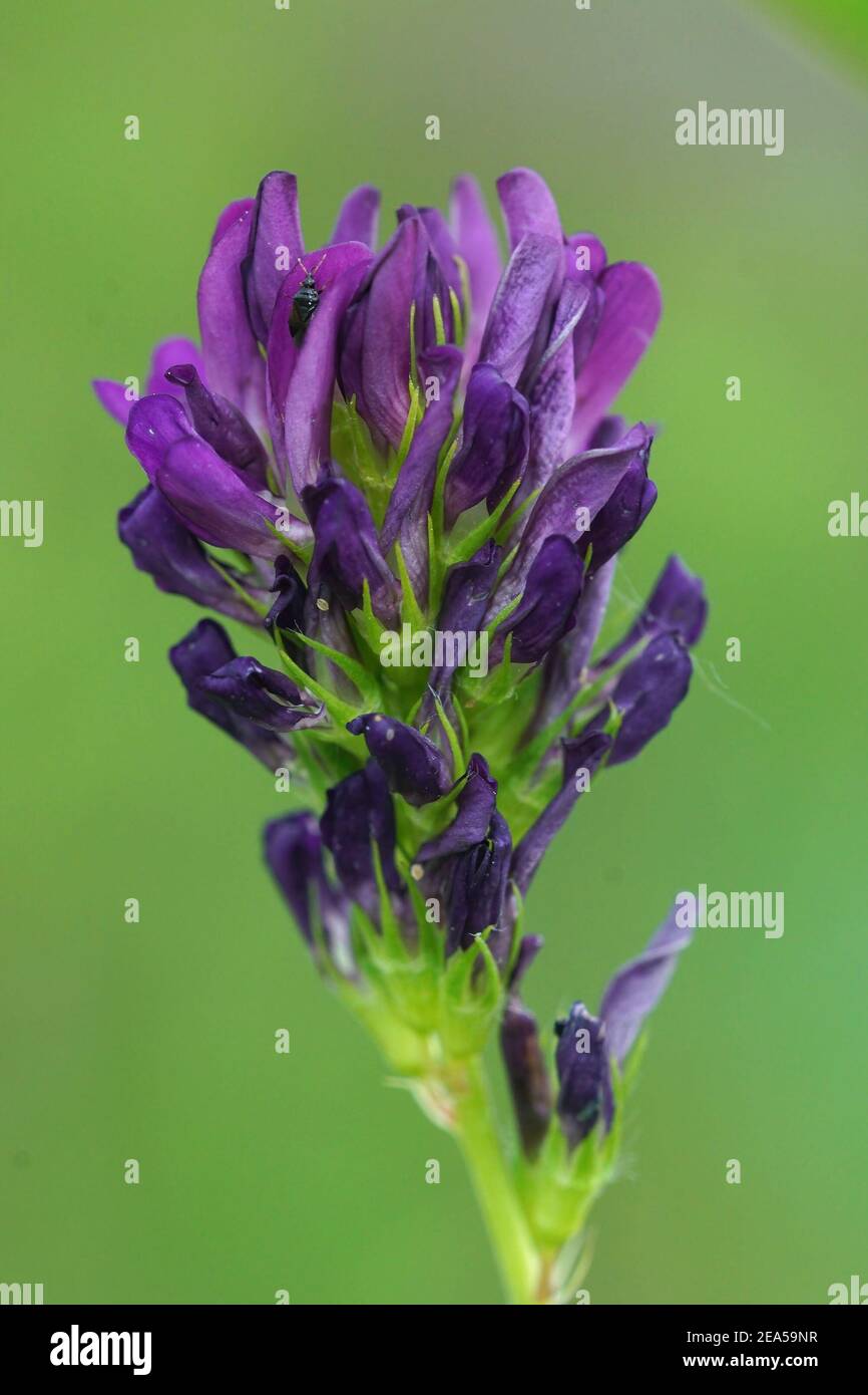 Primo piano del fiore viola di Alfalfa, lucerna , Medicago sativa Foto Stock