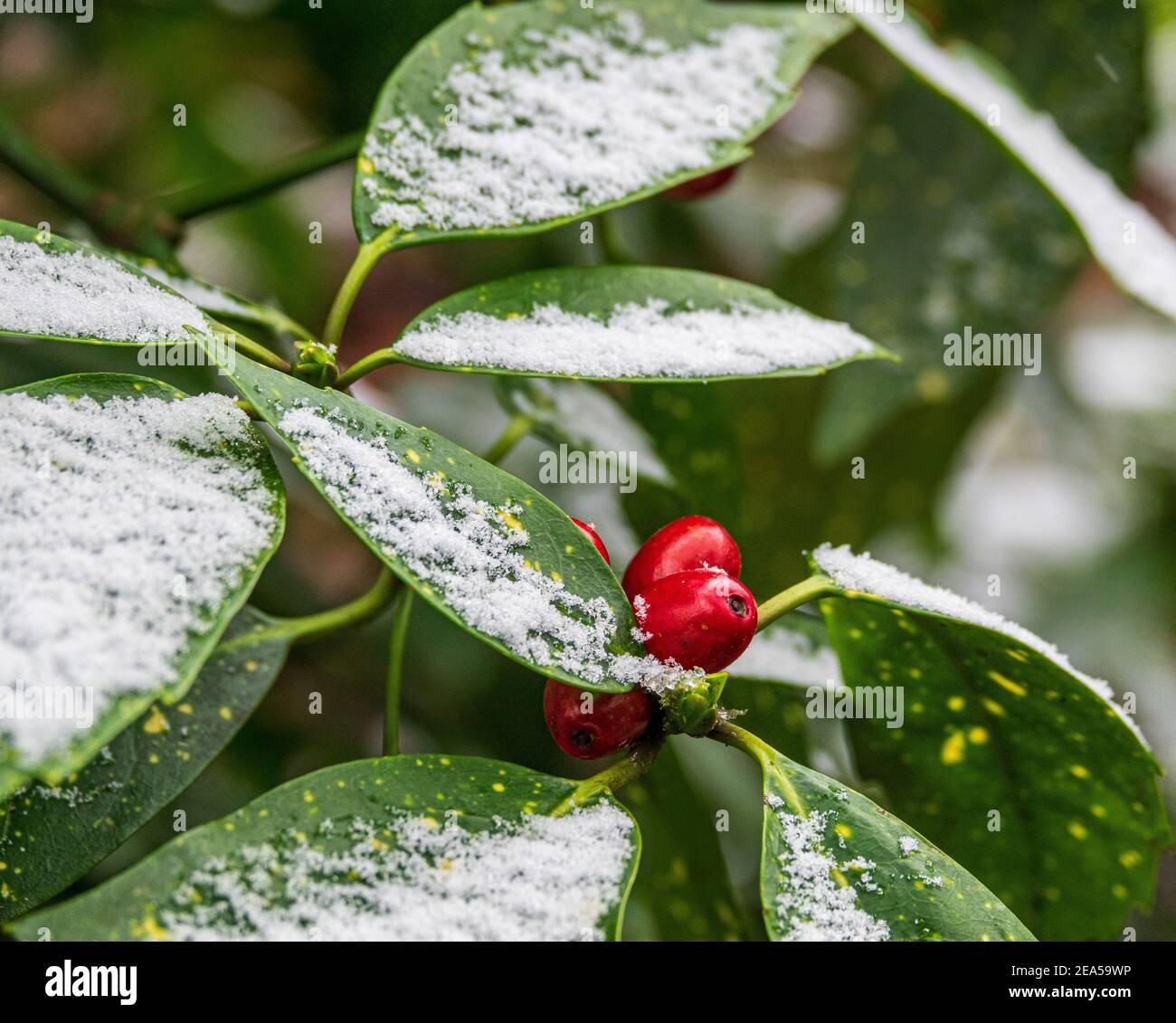 Spotted Laurel (aucuba japonica), conosciuto anche come Laurel giapponese o Gold Dust Plant, con bacche rosse e una leggera polvere di neve sulle foglie verdi. Foto Stock
