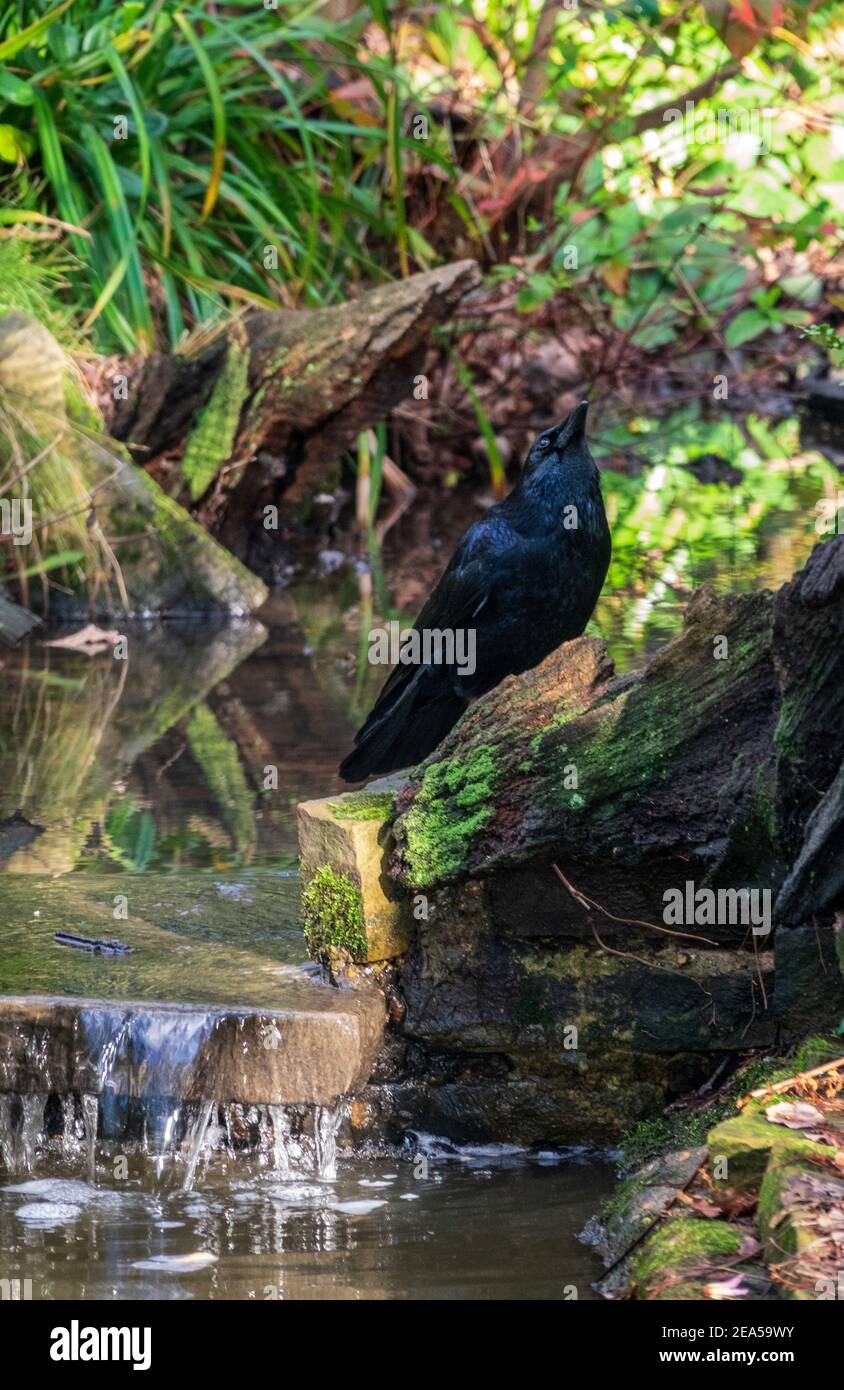 Un corvo monomarca (Corvus corone) in piedi in un torrente boscoso che guarda verso il cielo. Hampstead Heath, Londra, Regno Unito. Foto Stock