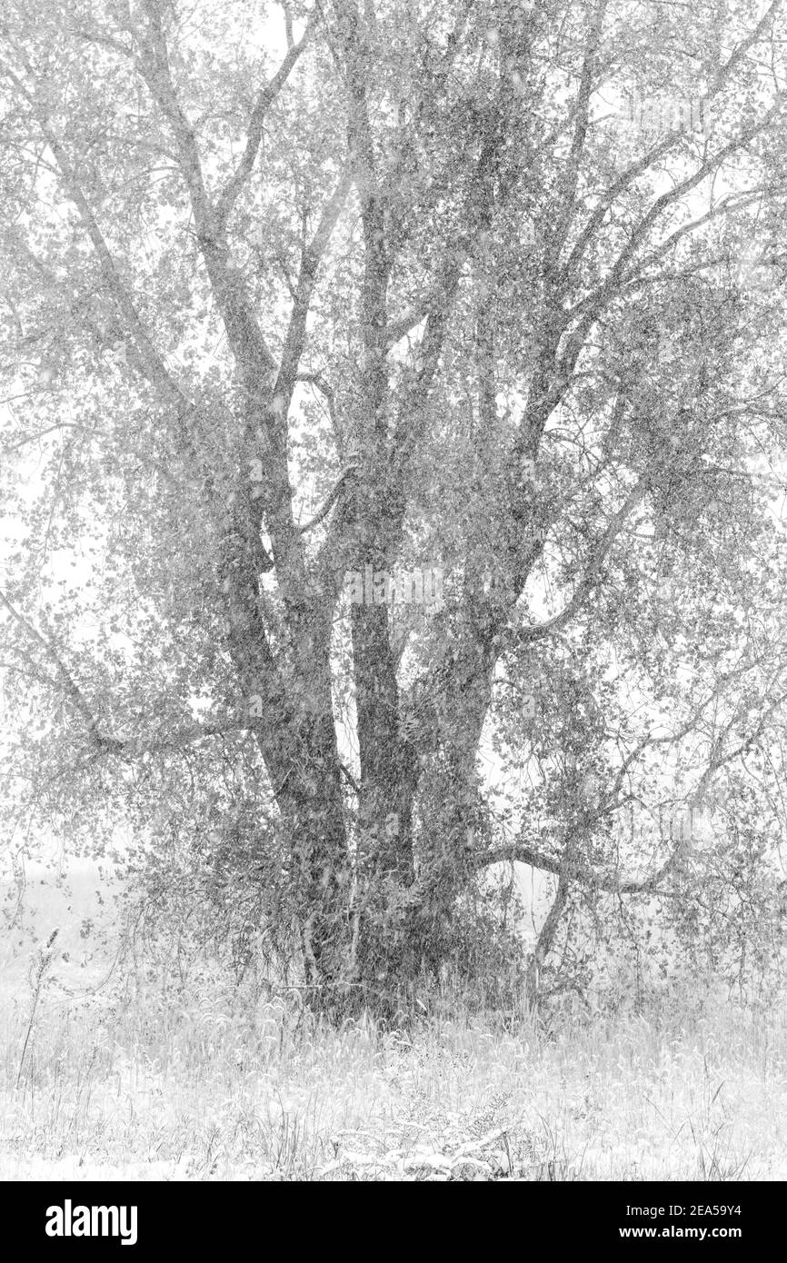 Albero di Cottonwood orientale (Populus deltoides) nel mese di ottobre nevicata, MN, Stati Uniti, da Dominique Braud/Dembinsky Photo Assoc Foto Stock