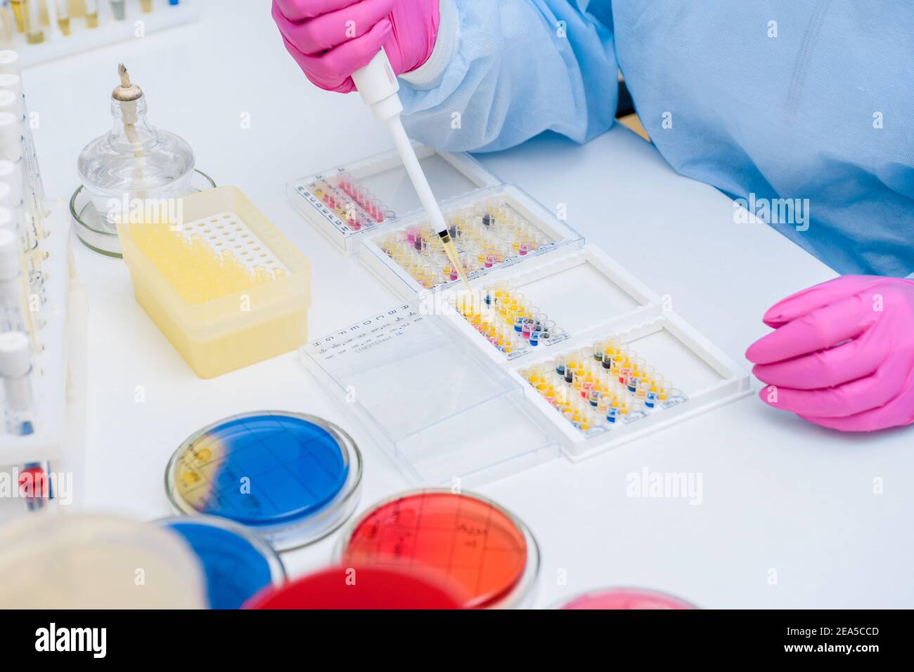 Spazio di lavoro di un assistente di laboratorio in un laboratorio batterico. Coltura batterica Foto Stock