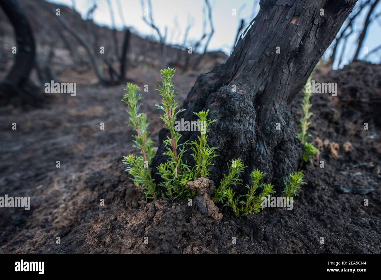 Chamise (Adenostoma fasciculatum) germogli indietro dopo i danni da fuoco selvatico di semina in California, una delle prime specie di piante pioniere ad iniziare il recupero. Foto Stock