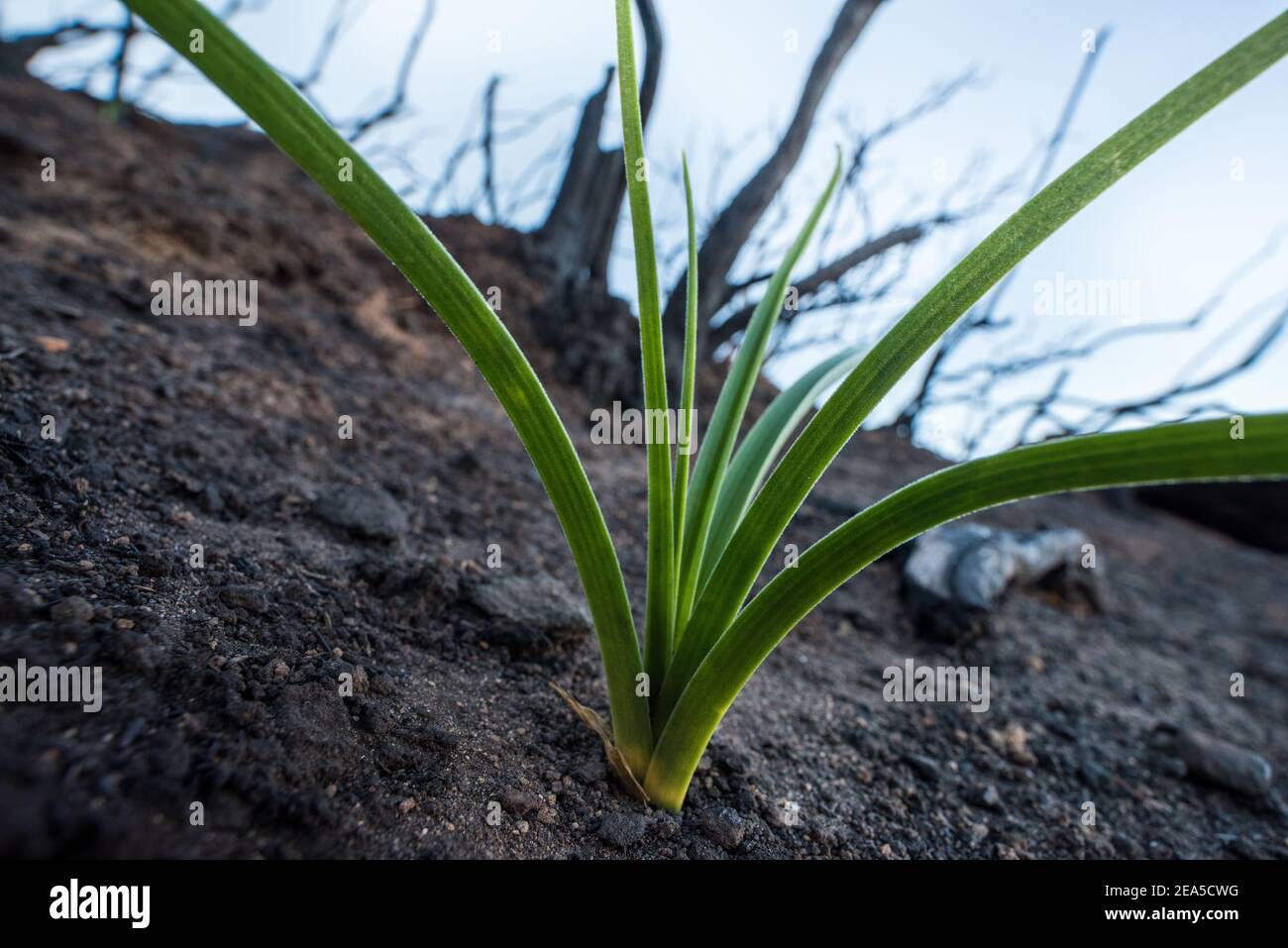I deathcamas di Fremont (Toxicoscordion fremontii) germogli dalla cenere in un'area della California fortemente colpita da incendi. È una delle piante pioniere. Foto Stock