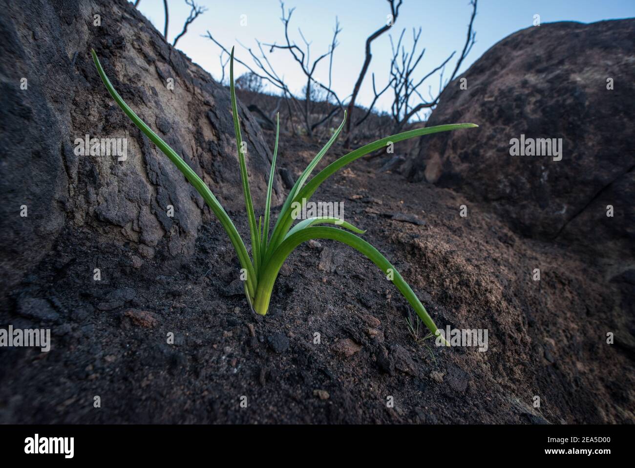 I deathcamas di Fremont (Toxicoscordion fremontii) germogli dalla cenere in un'area della California fortemente colpita da incendi. È una delle piante pioniere. Foto Stock