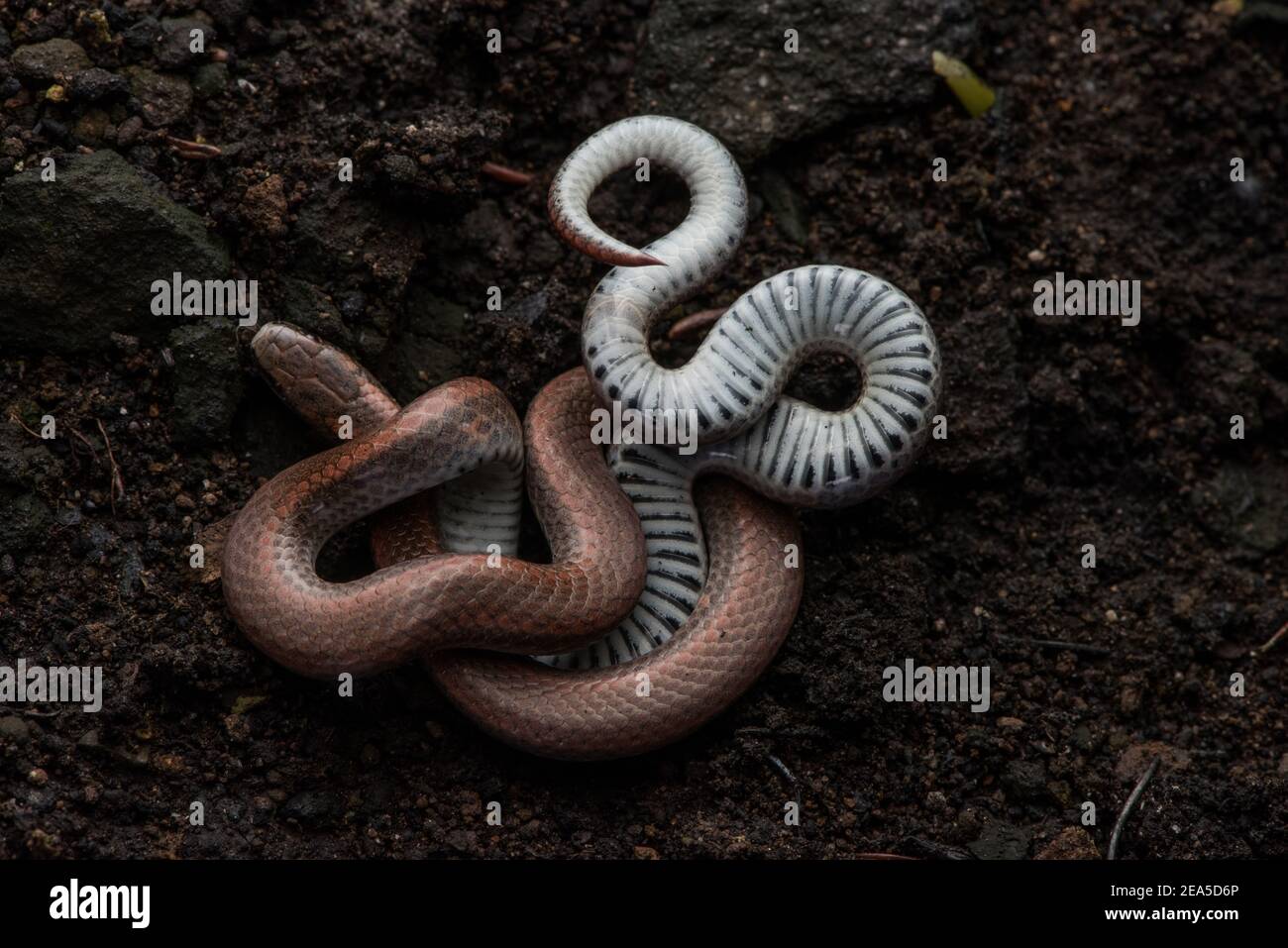 Il serpente appuntito o appuntito (Contia tenuis) un piccolo serpente trovato sulla costa occidentale del Nord America. Foto Stock