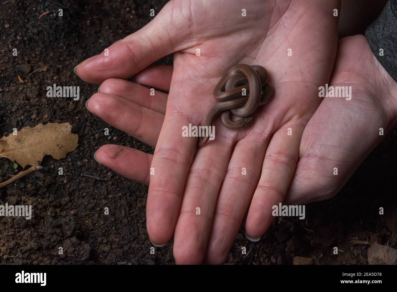 Il serpente appuntito o appuntito (Contia tenuis) un piccolo serpente trovato sulla costa occidentale del Nord America. Foto Stock