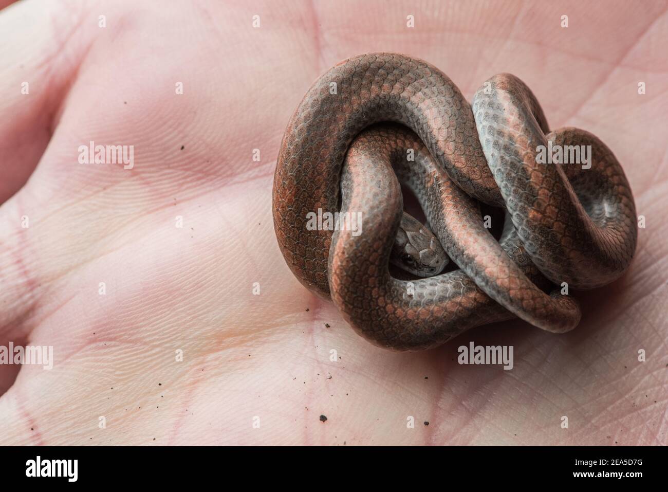 Il serpente appuntito o appuntito (Contia tenuis) un piccolo serpente trovato sulla costa occidentale del Nord America. Foto Stock