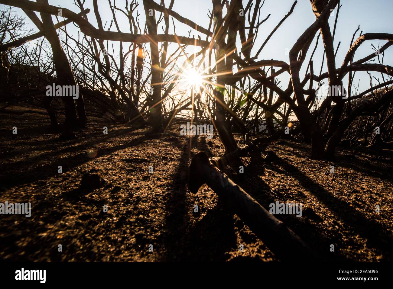 I rami bruciati di arbusti e alberi sono l'unica vegetazione che rimane dopo estesi incendi boschivi bruciati in questa parte della California. Foto Stock
