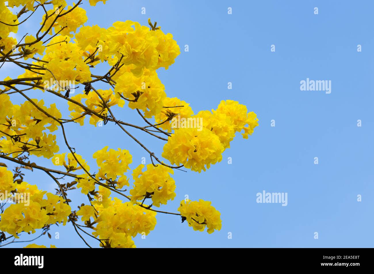Tabbuia giallo fiore su sfondo cielo. Foto Stock