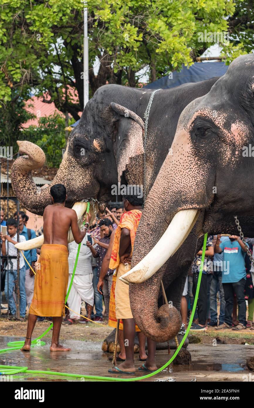 Elefanti del tempio nel tempio di Siva in Ernakulam, stato del Kerala, India Foto Stock