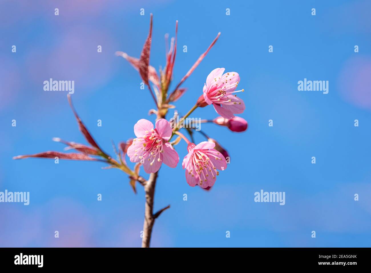 Bellissimo fiore rosa Sakura fiorente su sfondo blu cielo Foto Stock