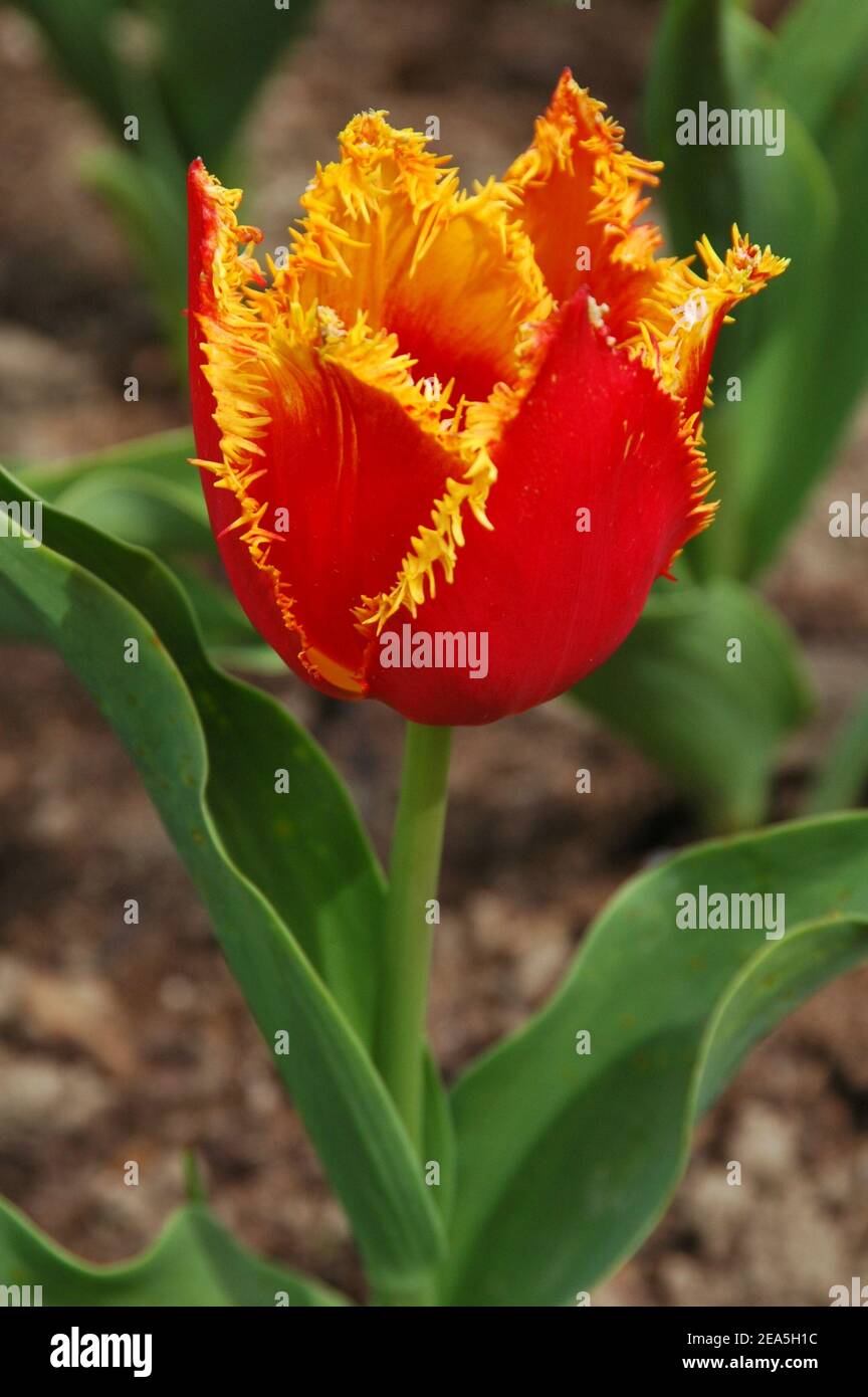 Tulipano fritto (tulipano crspa). Tulipano rosso con frange gialle finemente tagliate. Foto Stock