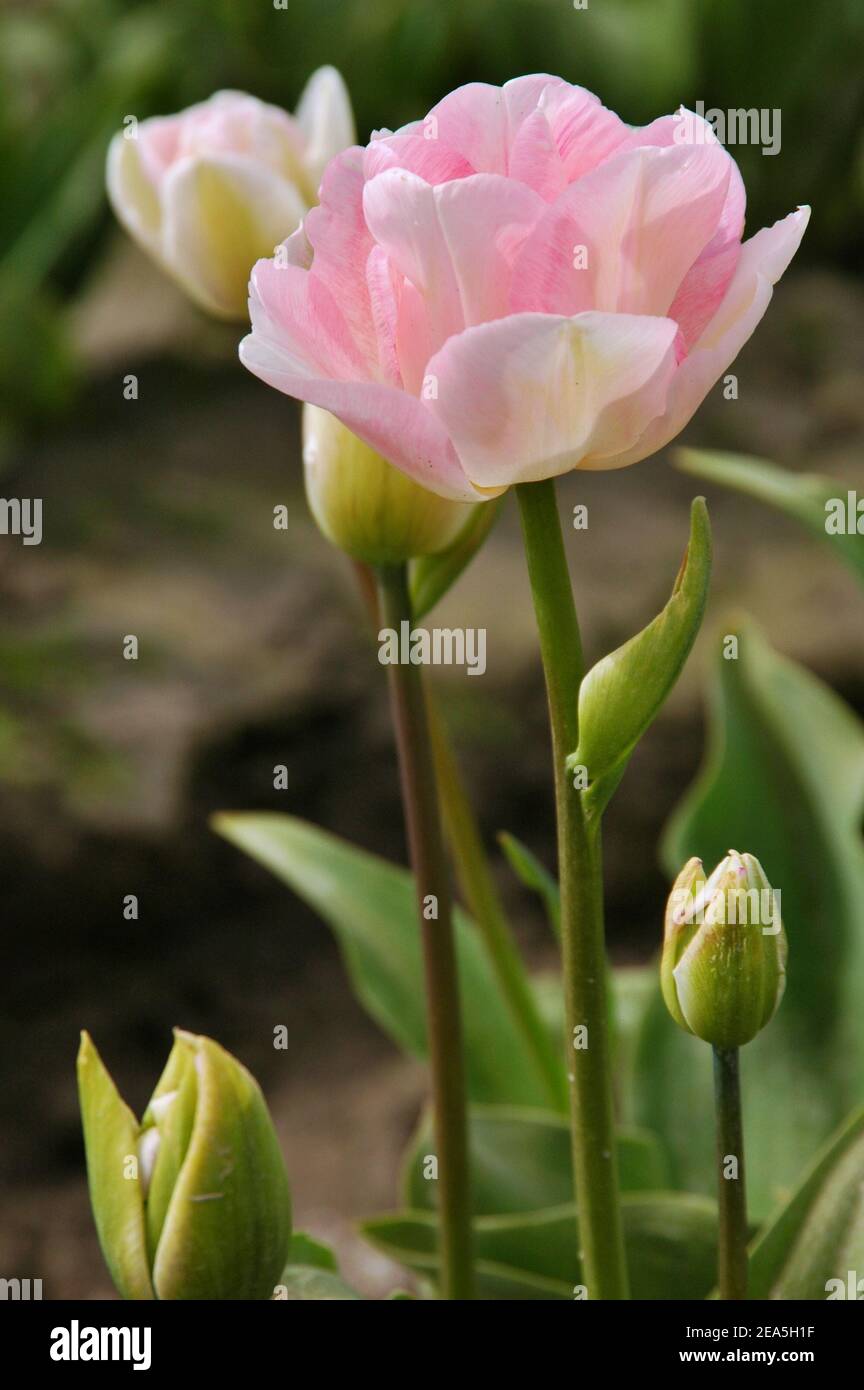 Tulipani doppi rosa (tulipani di peonia). Messa a fuoco selettiva. Foto Stock