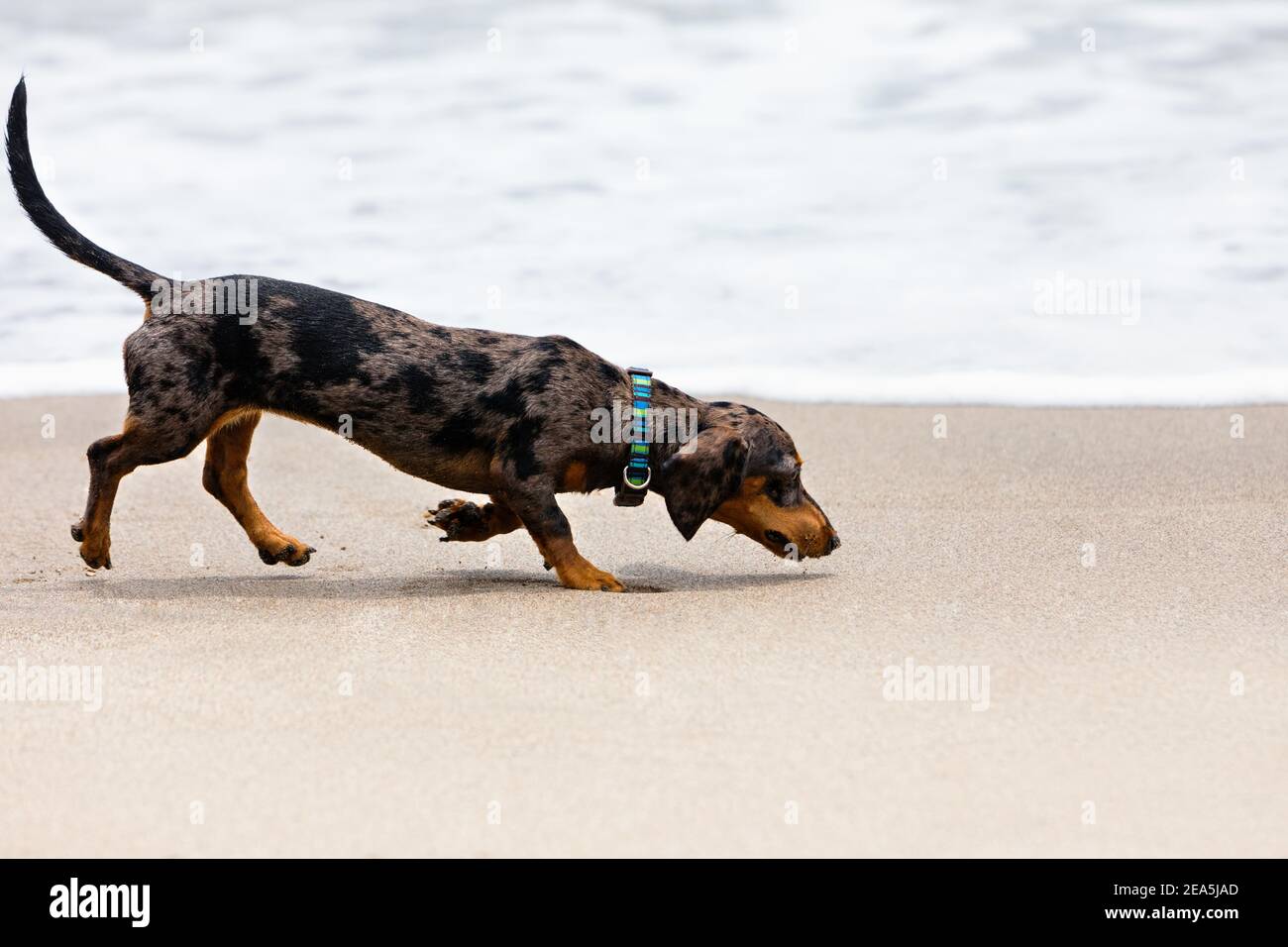 Foto di dachshund cuccioli come cane badger a piedi da spiaggia di sabbia.  Divertente cane correre lungo mare surf. Azioni, giochi di formazione con  animali domestici di famiglia Foto stock - Alamy