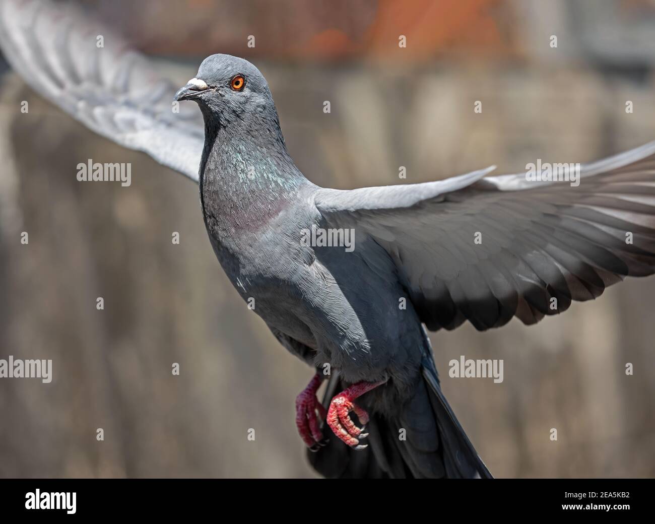 Movimento scena di Pigeon Rock volare in aria isolato In background Foto Stock