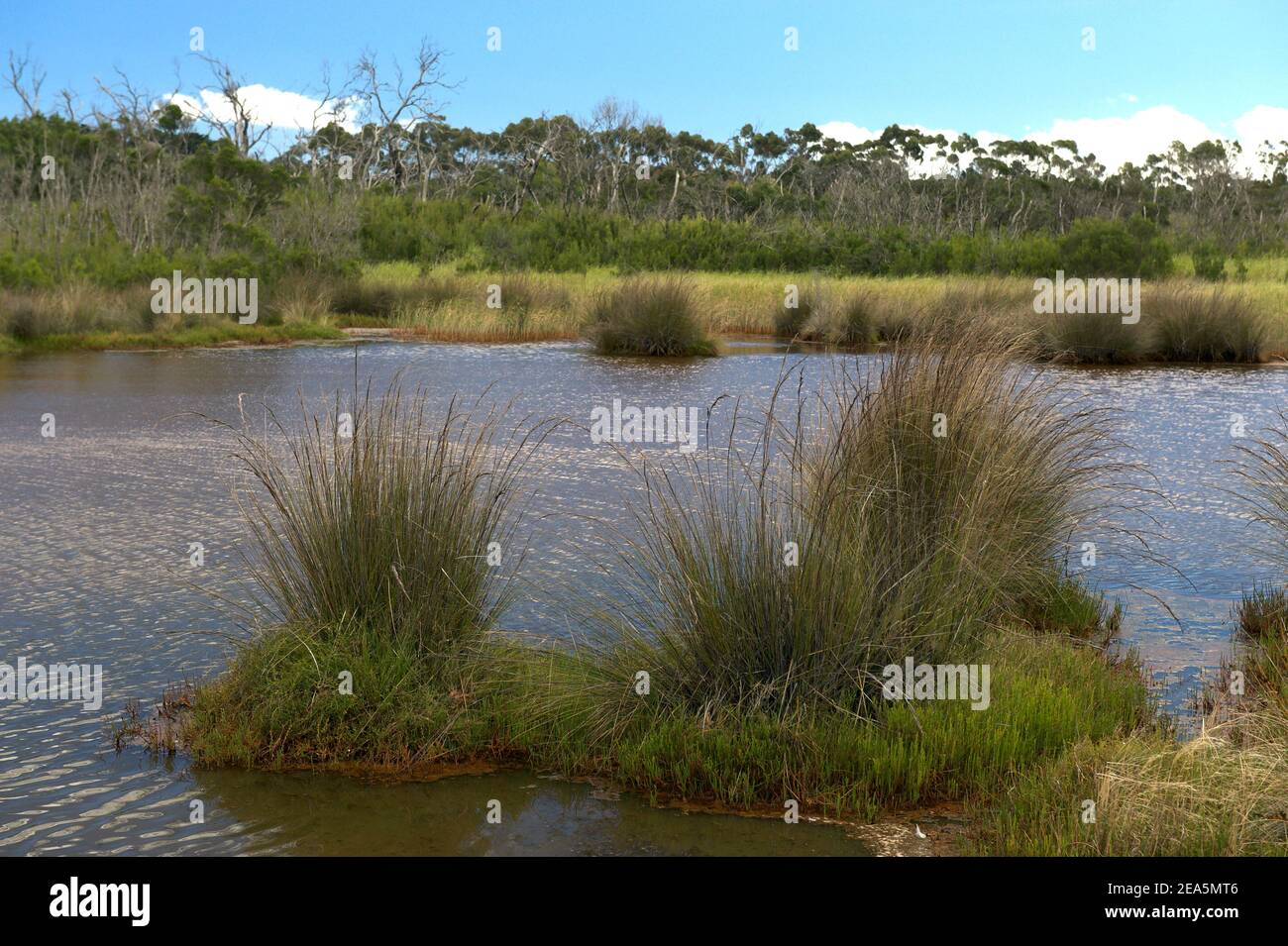 Un laghetto delle maree nelle zone umide del Parco Warringine - in una giornata ventosa, con un sacco di increspature! Vicino a Hastings a Victoria, Australia. Foto Stock