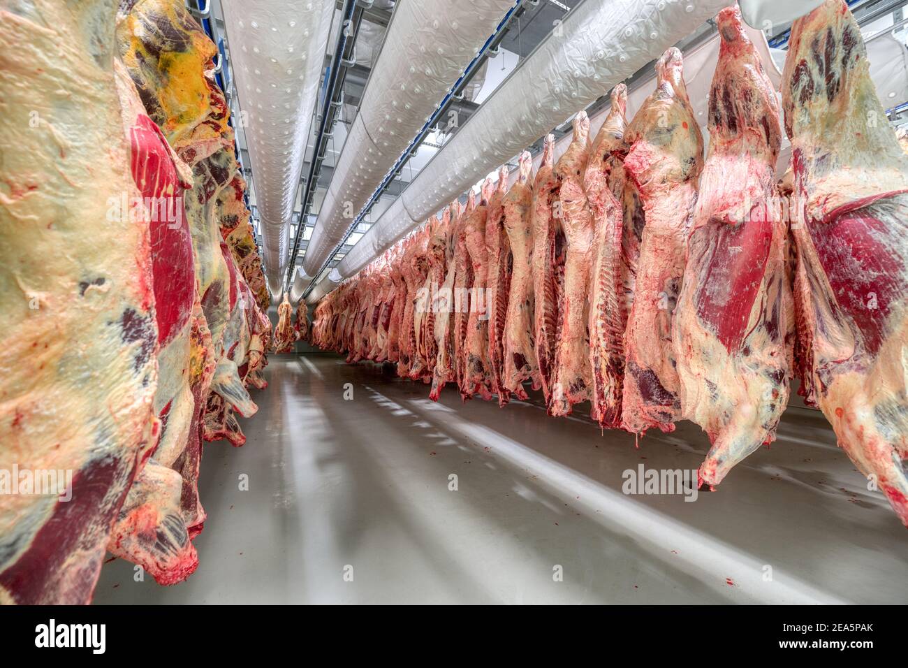 Molte carcasse di manzo sono appese nel grande frigorifero. Camera refrigerante per il raffreddamento preliminare della carne. Foto Stock