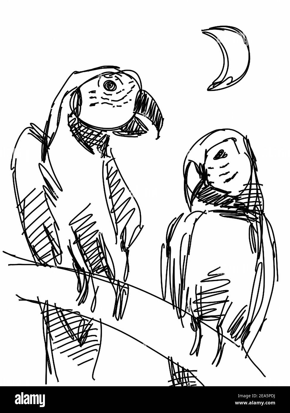 arte, sfondi per disegno macaw pappagallo uccello dalla thailandia Foto Stock