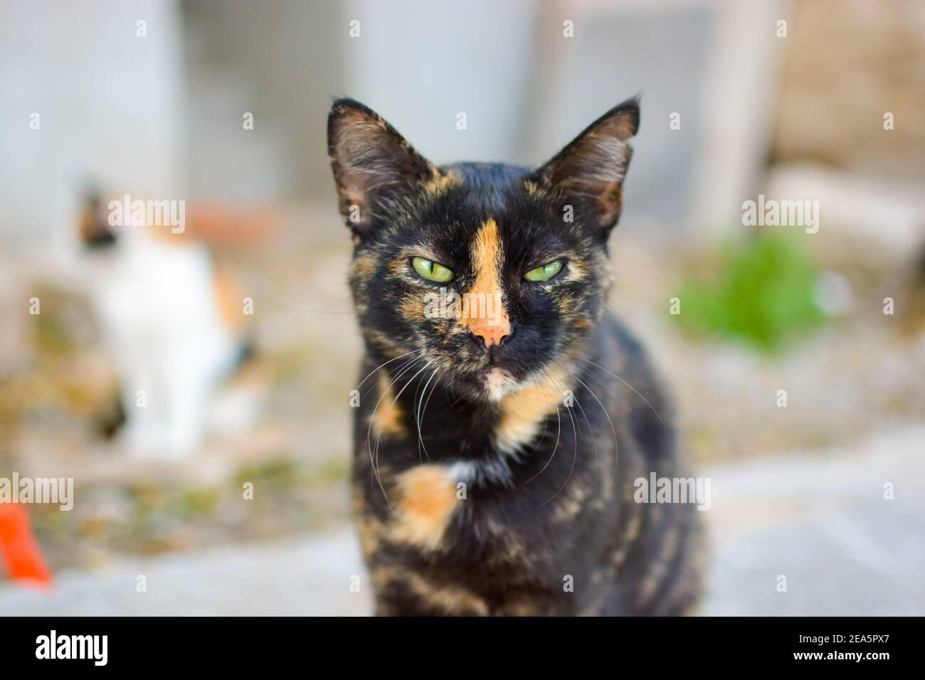 Una bella tartaruga dagli occhi verdi o tartaruga gatto guscio Con un gatto calico offuscato dietro a Spalato Croazia Foto Stock