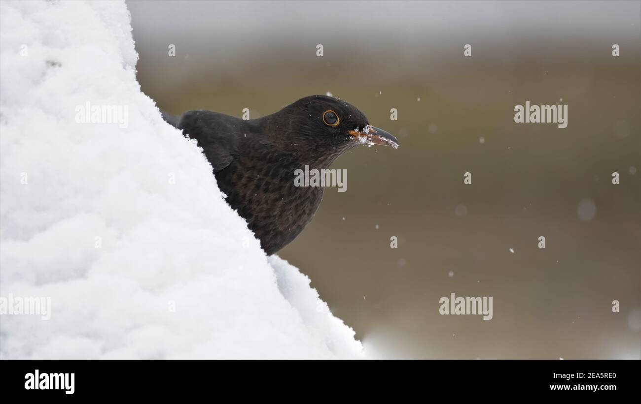 AMSEL, Bird, Europa, Italia, Liguria, Italia, Liguria, Italia, Liguria, Italia, liguria Foto Stock