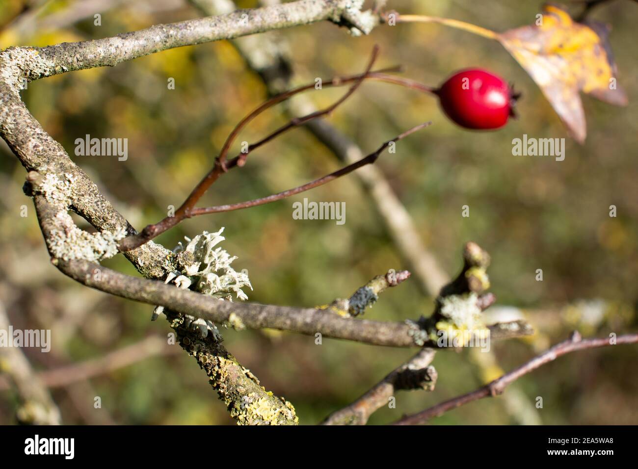 Frutta selvatica invernale immagini e fotografie stock ad alta risoluzione  - Alamy