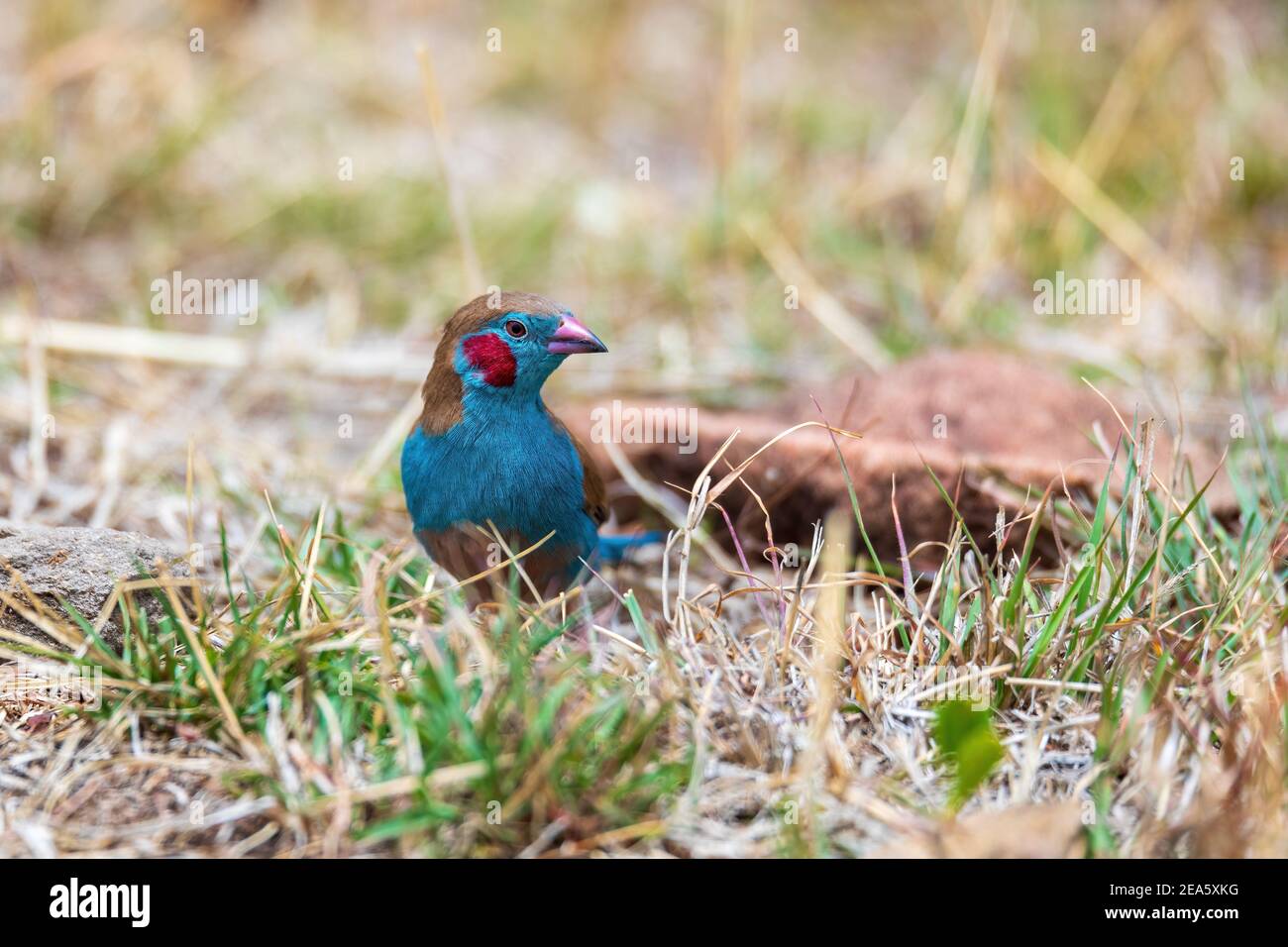 Uccello cordon-bleu rosso-cheeked, (Uraeginthus bengalus) piccolo uccello passerino della famiglia Estraildidae. Gondar, Etiopia Africa safari fauna selvatica Foto Stock