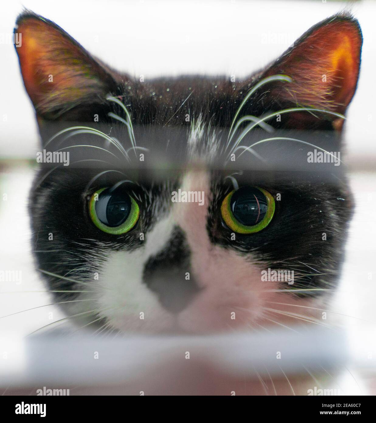 Green Eyed Cat Foto Stock