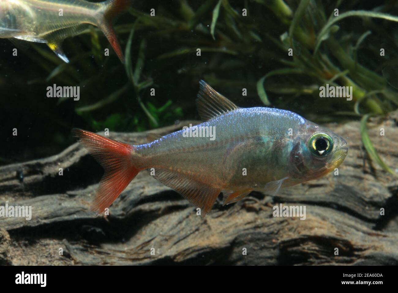 Tetra della pinna rossa colombiana, Hyphessobrycon colombianus, Foto Stock