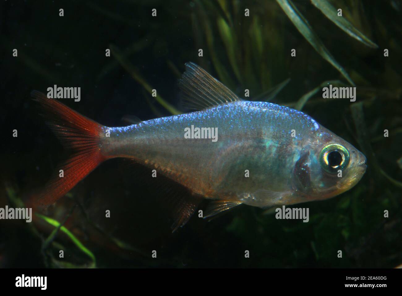 Tetra della pinna rossa colombiana, Hyphessobrycon colombianus, Foto Stock