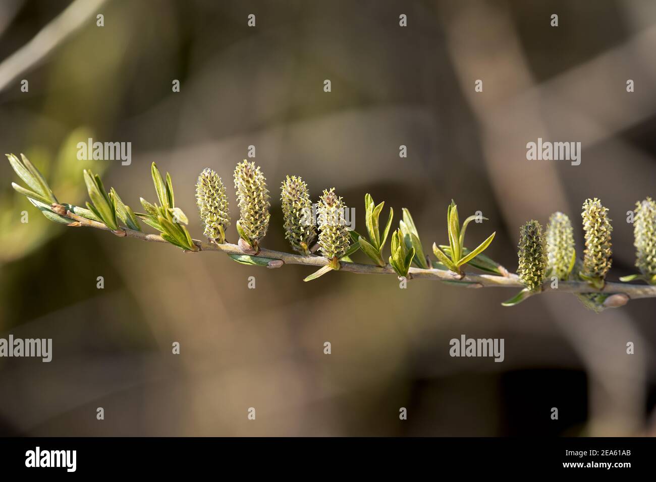 un salice, uno dei primi alberi a fiorire in primavera Foto Stock