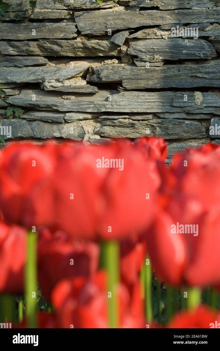 Tulipani e fiori colorati. Foto Stock